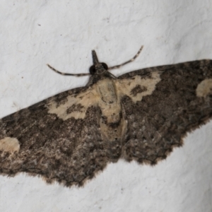 Pasiphilodes testulata at Melba, ACT - 30 Aug 2024