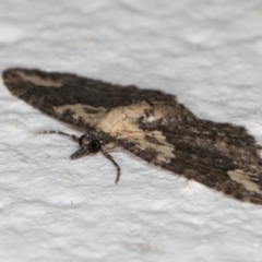 Pasiphilodes testulata at Melba, ACT - 30 Aug 2024