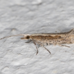 Plutella xylostella (Diamondback Moth) at Melba, ACT - 30 Aug 2024 by kasiaaus