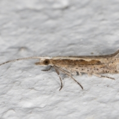 Plutella xylostella at Melba, ACT - 30 Aug 2024 10:10 PM