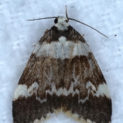 Halone pteridaula (a Lichen moth) at Rosedale, NSW - 28 Aug 2024 by jb2602