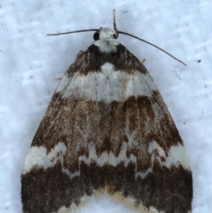 Halone pteridaula at Rosedale, NSW - 28 Aug 2024