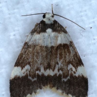 Halone pteridaula (a Lichen moth) at Rosedale, NSW - 28 Aug 2024 by jb2602