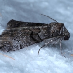 Dysbatus singularis at Rosedale, NSW - 28 Aug 2024 08:36 PM