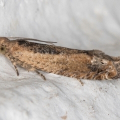 Crocidosema plebejana at Melba, ACT - 30 Aug 2024 10:15 PM