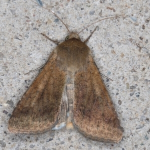 Helicoverpa (genus) at Melba, ACT - 30 Aug 2024