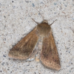 Helicoverpa (genus) at Melba, ACT - 30 Aug 2024 10:17 PM