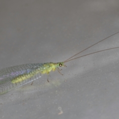 Mallada tripunctatus (Three-spot green lacewing) at Melba, ACT - 30 Aug 2024 by kasiaaus