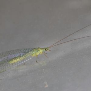 Mallada tripunctatus at Melba, ACT - 30 Aug 2024