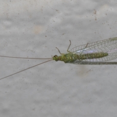 Mallada tripunctatus at Melba, ACT - 30 Aug 2024