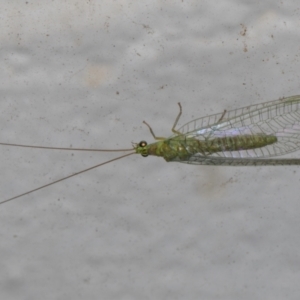 Mallada tripunctatus at Melba, ACT - 30 Aug 2024