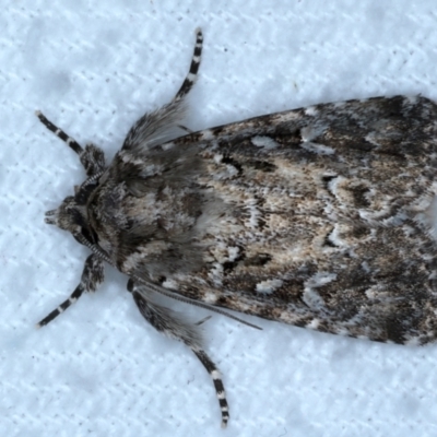 Ectopatria horologa (Nodding Saltbush Moth) at Rosedale, NSW - 28 Aug 2024 by jb2602