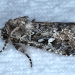 Ectopatria horologa at Rosedale, NSW - 28 Aug 2024 09:48 PM