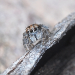 Maratus plumosus at Cavan, NSW - 30 Aug 2024 04:14 PM