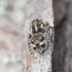 Maratus plumosus at Cavan, NSW - 30 Aug 2024 04:14 PM