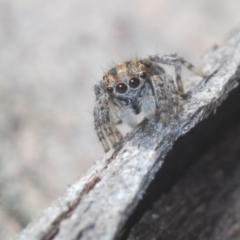 Maratus plumosus at Cavan, NSW - 30 Aug 2024