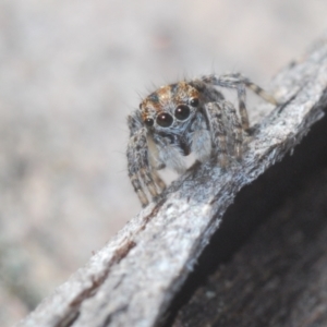 Maratus plumosus at Cavan, NSW - 30 Aug 2024