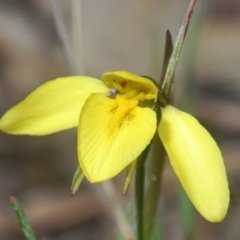 Diuris chryseopsis (Golden Moth) at Cavan, NSW - 30 Aug 2024 by Harrisi