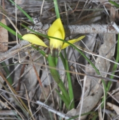 Diuris chryseopsis at Cavan, NSW - suppressed