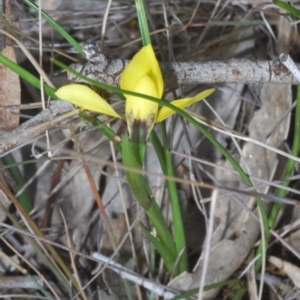 Diuris chryseopsis at Cavan, NSW - suppressed