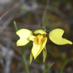 Diuris chryseopsis at Cavan, NSW - suppressed