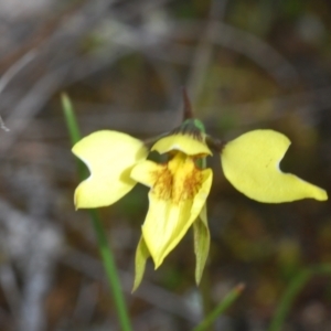 Diuris chryseopsis at Cavan, NSW - suppressed