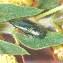 Melobasis obscurella (Obscurella jewel beetle) at Cavan, NSW - 30 Aug 2024 by Harrisi