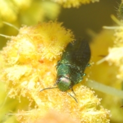 Melobasis obscurella at Cavan, NSW - 30 Aug 2024