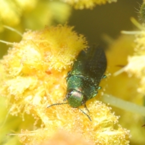 Melobasis obscurella at Cavan, NSW - 30 Aug 2024