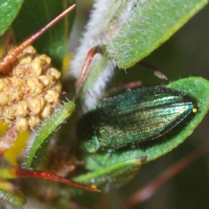 Melobasis obscurella at Cavan, NSW - 30 Aug 2024