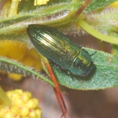 Melobasis obscurella at Cavan, NSW - 30 Aug 2024