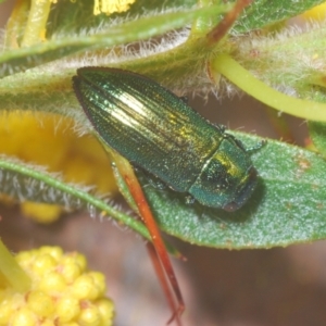 Melobasis obscurella at Cavan, NSW - 30 Aug 2024