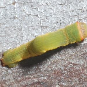 Geometridae (family) IMMATURE at Yarralumla, ACT - 26 Aug 2024