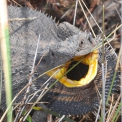 Pogona barbata (Eastern Bearded Dragon) at Yarralumla, ACT - 30 Aug 2024 by Harrisi