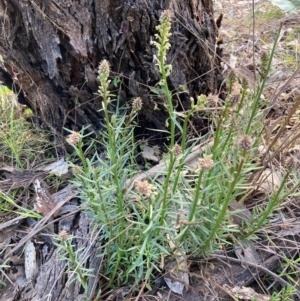 Stackhousia monogyna at Watson, ACT - 30 Aug 2024 04:45 PM