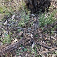 Stackhousia monogyna at Watson, ACT - 30 Aug 2024 04:45 PM