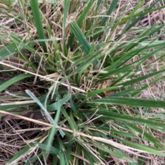 Nassella neesiana (Chilean Needlegrass) at Watson, ACT - 30 Aug 2024 by waltraud