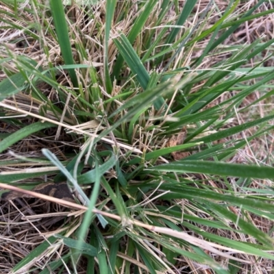 Nassella neesiana (Chilean Needlegrass) at Watson, ACT - 30 Aug 2024 by waltraud