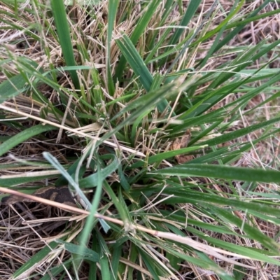 Nassella neesiana (Chilean Needlegrass) at Watson, ACT - 30 Aug 2024 by waltraud