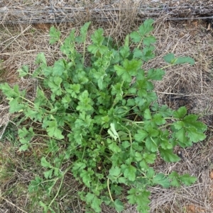 Erodium crinitum at Watson, ACT - 30 Aug 2024 04:00 PM