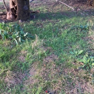 Echium plantagineum at Watson, ACT - 30 Aug 2024