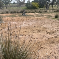 Juncus acutus at Rye Park, NSW - 19 Aug 2024 12:46 PM