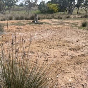 Juncus acutus at Rye Park, NSW - 19 Aug 2024 12:46 PM