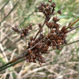 Juncus acutus at Rye Park, NSW - 19 Aug 2024 12:46 PM