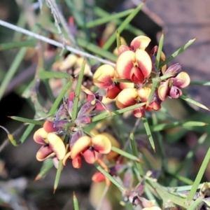 Daviesia genistifolia at Wodonga, VIC - 30 Aug 2024