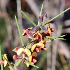 Daviesia genistifolia at Wodonga, VIC - 30 Aug 2024