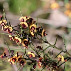 Daviesia genistifolia at Wodonga, VIC - 30 Aug 2024 11:39 AM