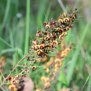 Daviesia genistifolia at Wodonga, VIC - 30 Aug 2024 11:39 AM