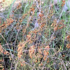 Daviesia genistifolia at Wodonga, VIC - 30 Aug 2024