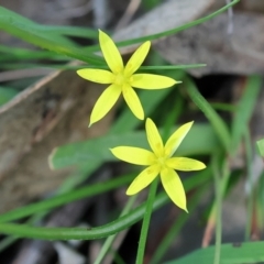 Pauridia vaginata (Yellow Star) at Wodonga, VIC - 30 Aug 2024 by KylieWaldon